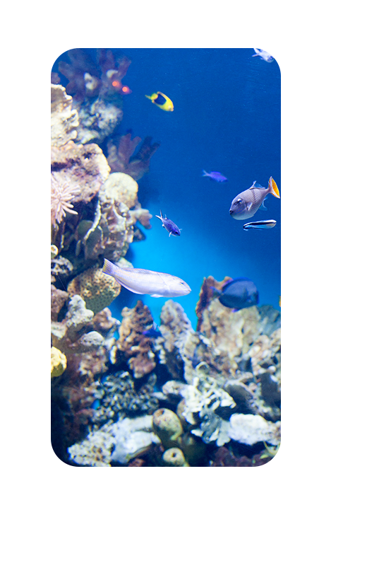 aquarium à tarif CE - billet pas cher