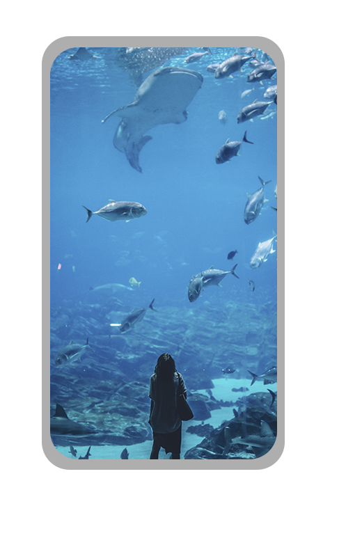 enfant devant un aquarium géant avec poissons et requins